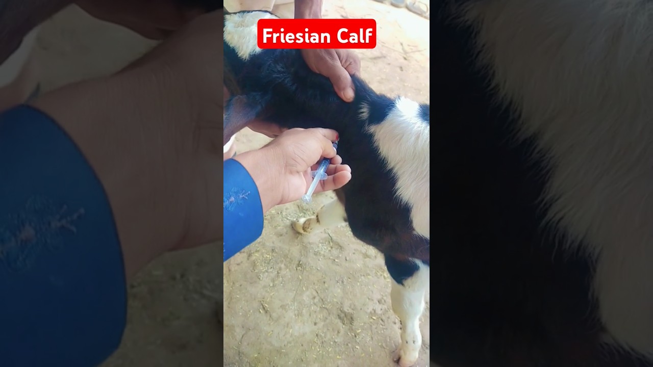 Friesian Calf | Butalex Injection | 