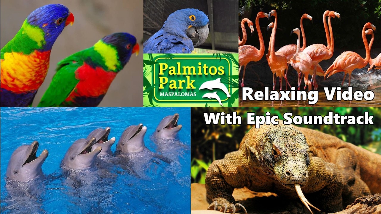 Palmitos Park : Gran Canaria ( #relaxingvideo , #relaxingmusic  )