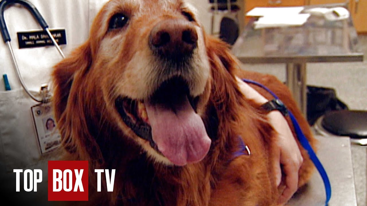 Vets Save Golden Retriever! - Campus Vets 213 - Bessie