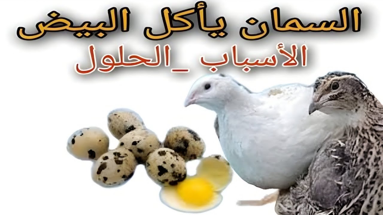 هل يأكل السمان بيضه؟ 🤔 | الأسباب الخفية والحلول الفعّالة للمربين