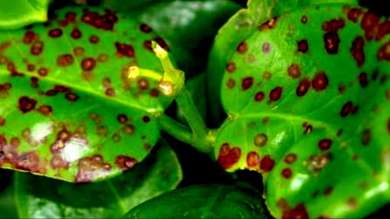 Hoya Issues : Brown Spots, Yellow & Falling leaves