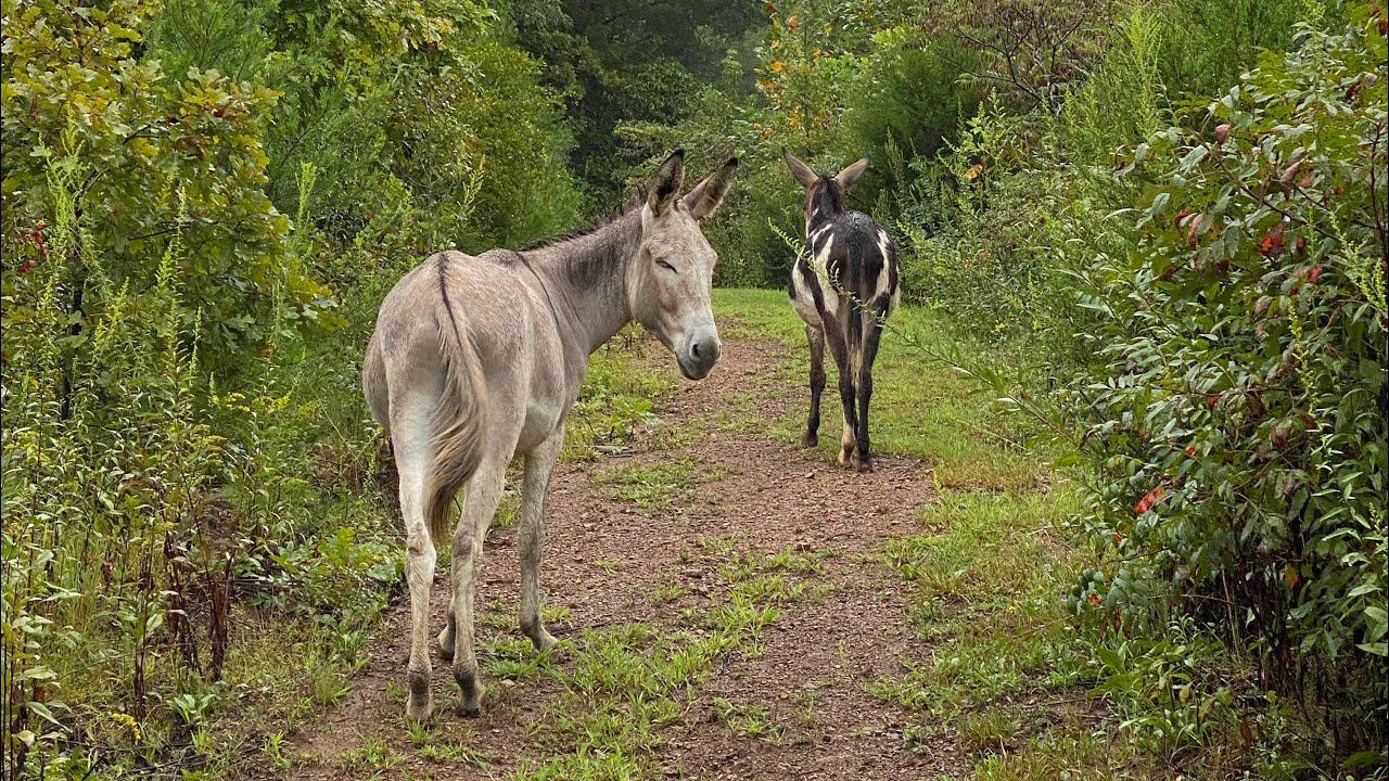 Donkey Training: part of my Ground Work that Works for Donkeys series