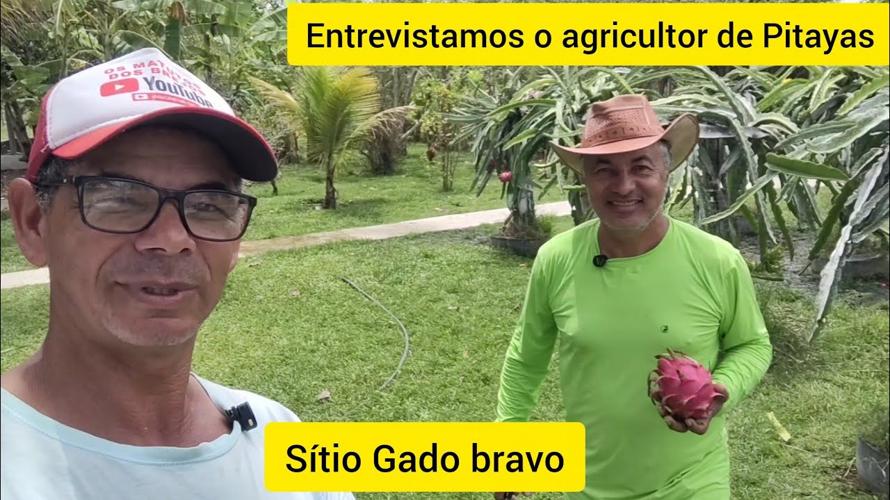Hoje fomos conhecer o plantio de Pitaya Altinense