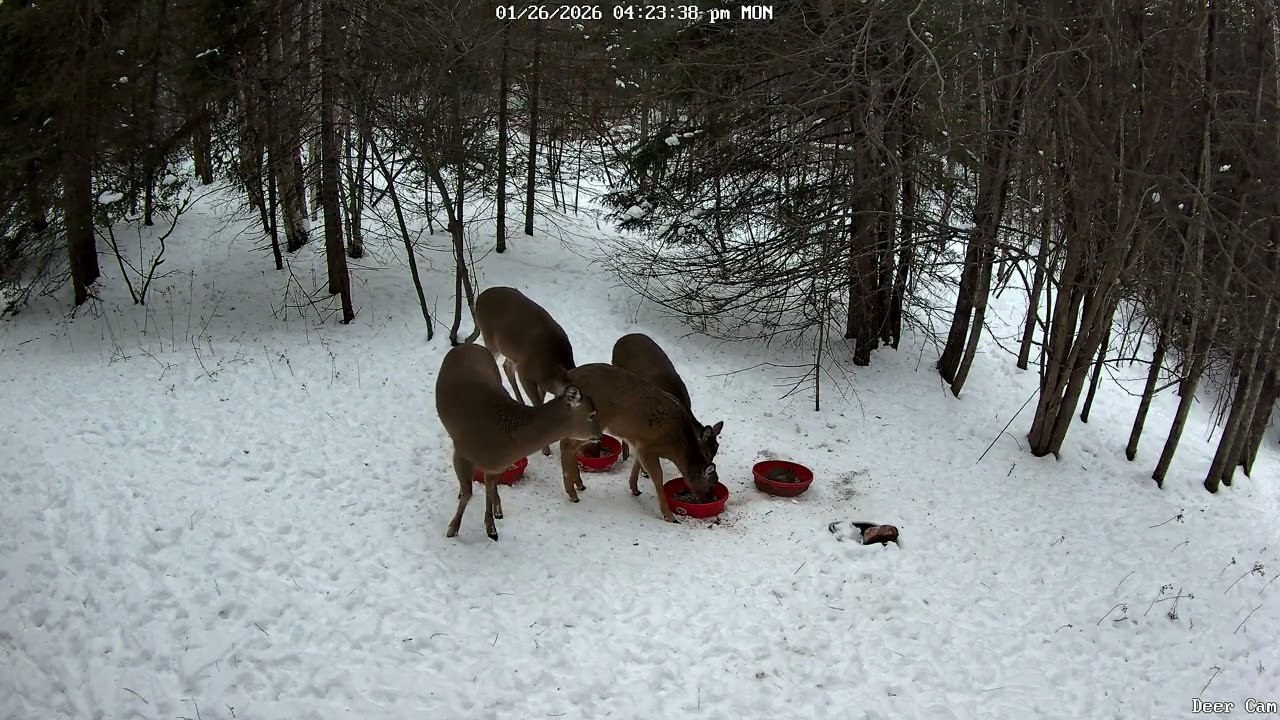 Dinner Time 1-26-2026 4 PM
