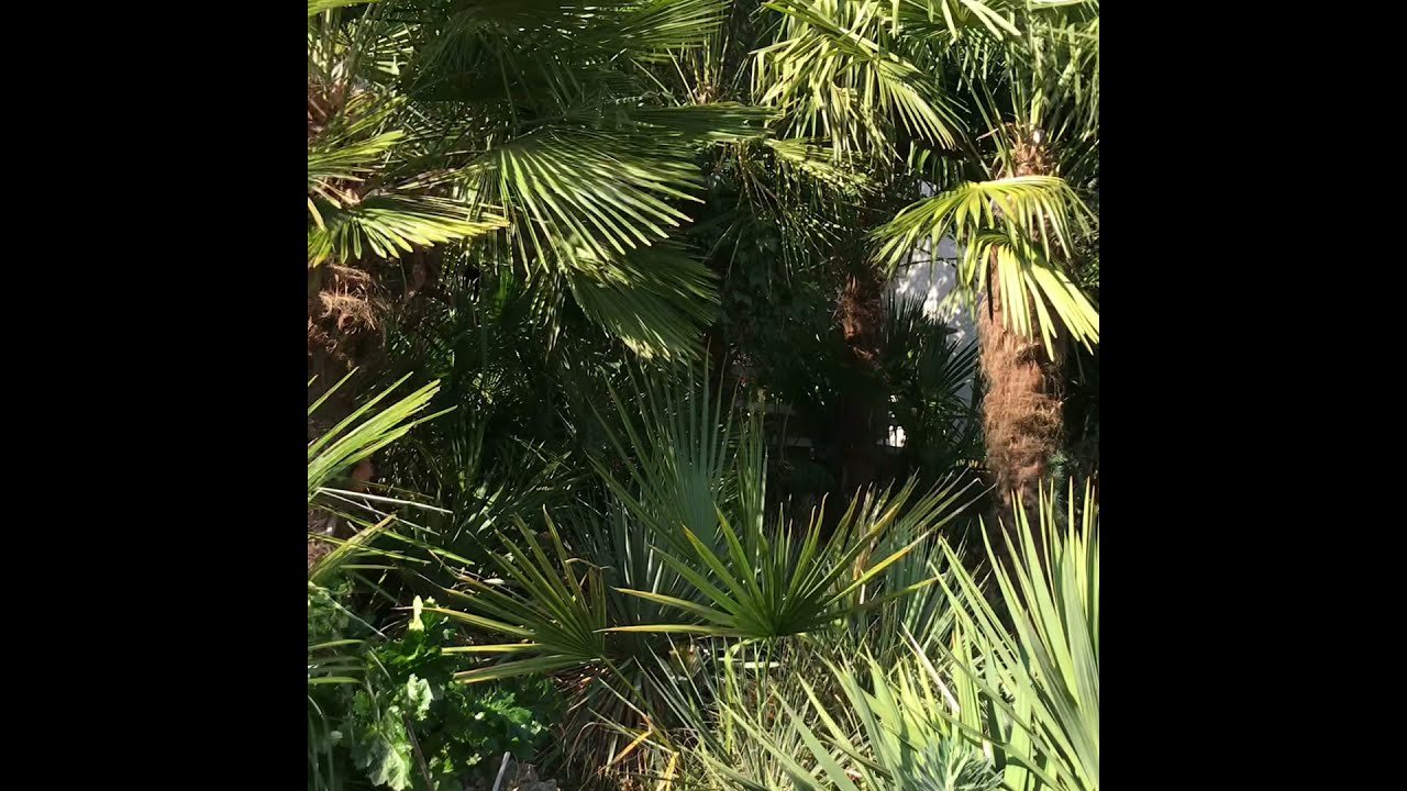 Cold hardy palms in zone 7 garden, autumn 2021