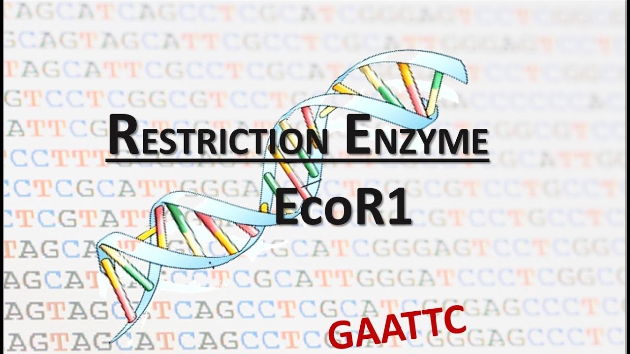 EcoR1 | GAATTC