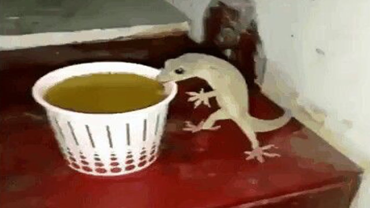 🐉龙 之 信 条🐉