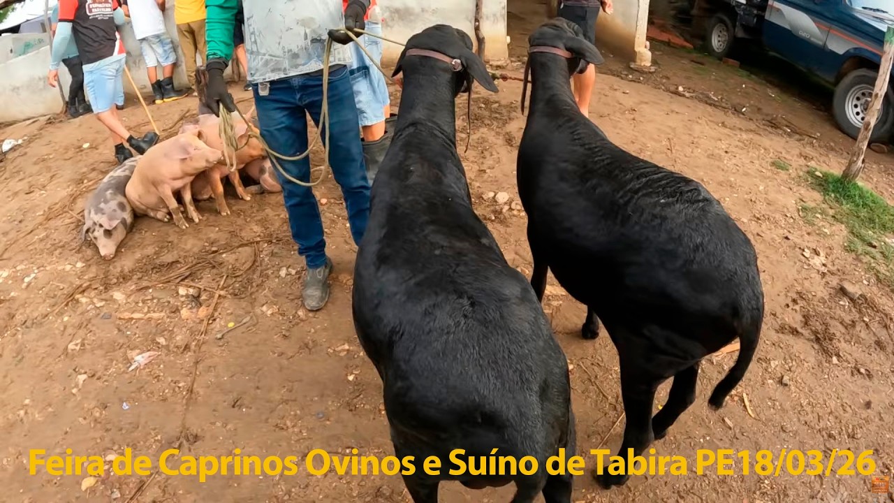 Feira de Caprinos Ovinos e Suínos Tabira Pernambuco 18/03/2026 #nordeste  #tabira