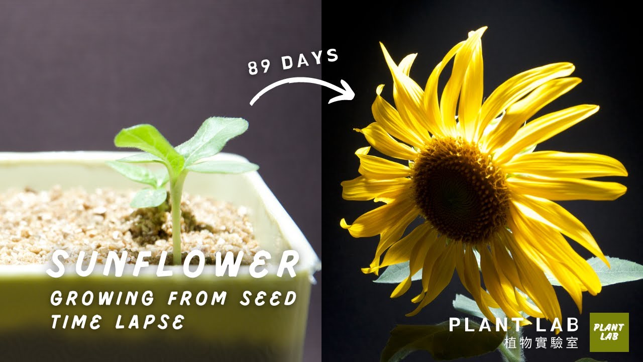 Sunflower- Growing From Seed Time Lapse - 89 Days (向日葵 - 從種子成長到開花的縮時影片)
