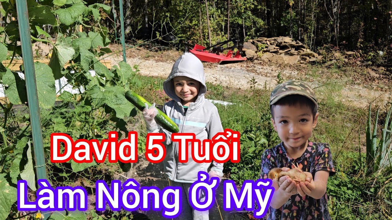 #757 David 5 Tuổi Tự Tay Làm Nông Cùng Mẹ Ở Mỹ/ Vợ Việt Chồng Amish 