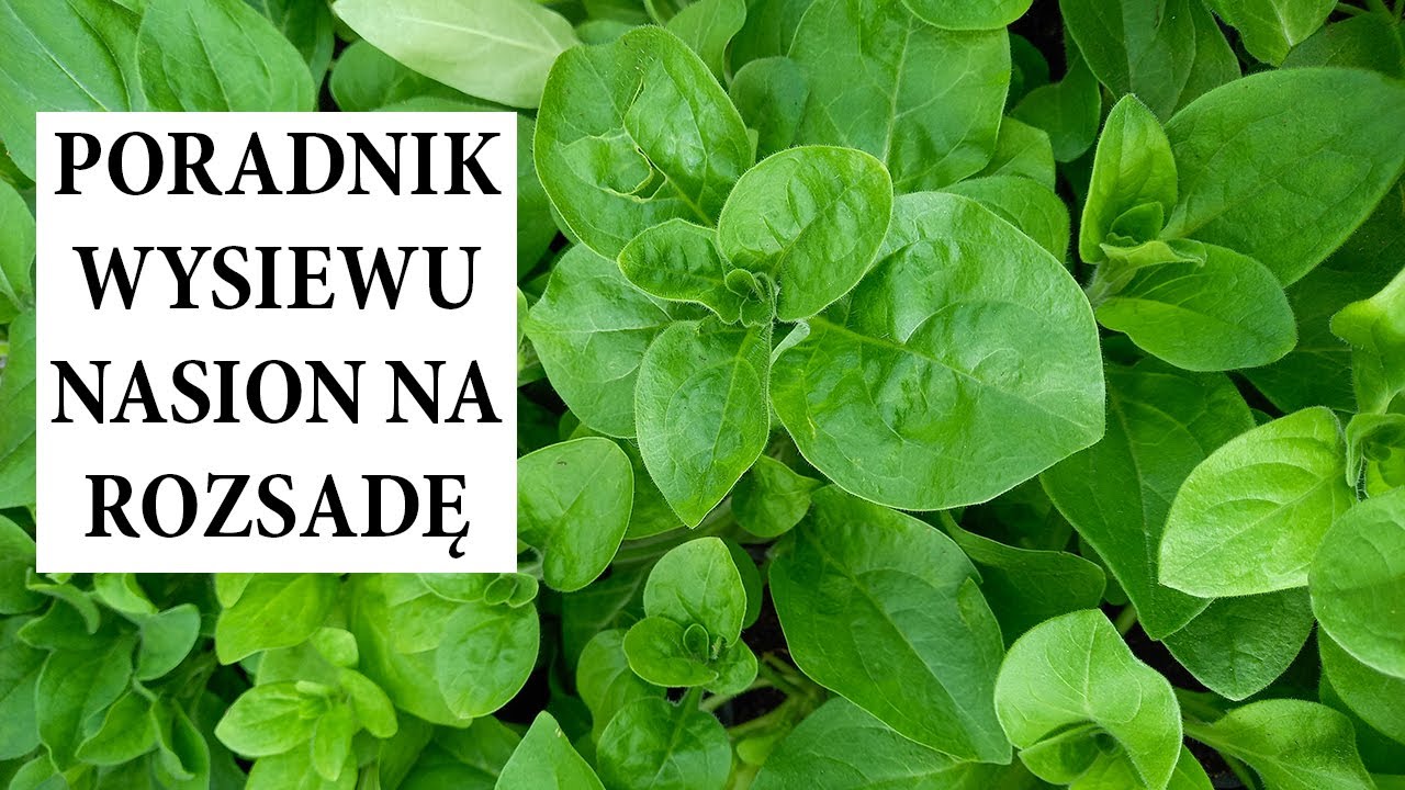 Podstawy wysiewu nasion na rozsadę / Wysiew rozsady dla początkujacych / MrsGarden