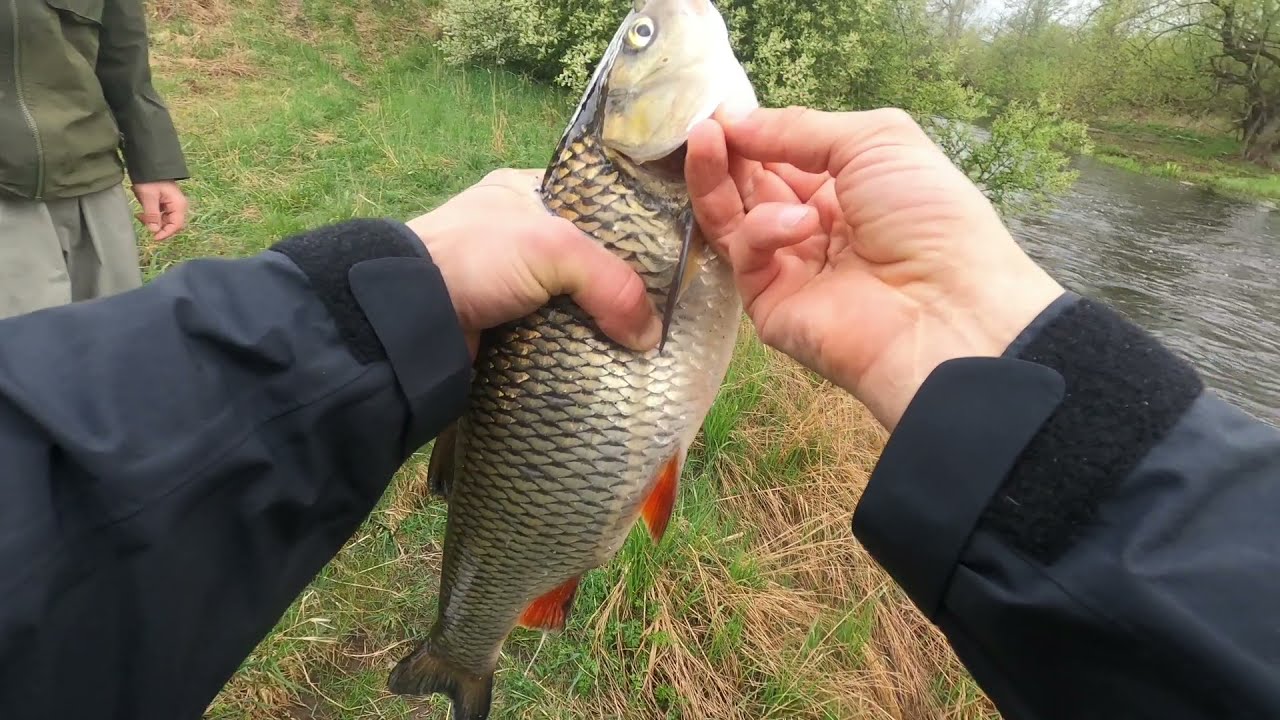 Fiske i Hedströmmen