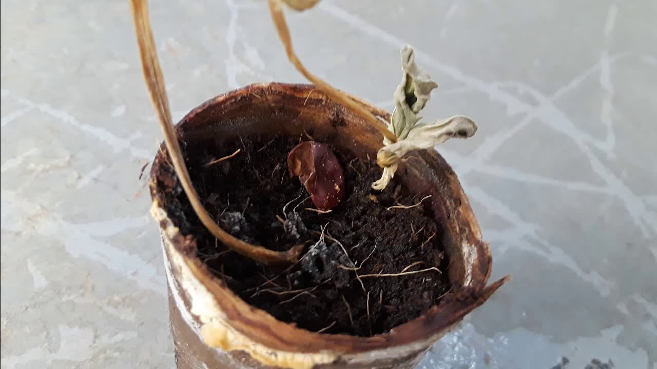 Do Plants Need Space?