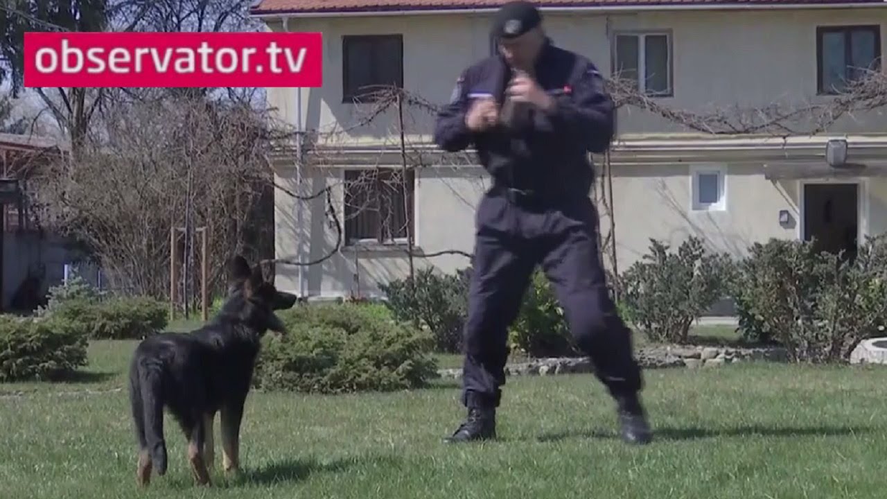 Căţeluşa Kona, noua colegă a jandarmilor brașoveni