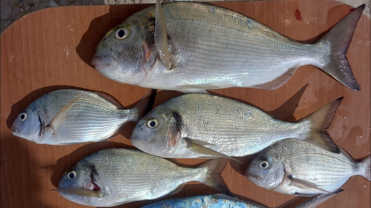 HER DAKİKASI BALIK DOLU. SAKIN ATLAMAYIN :))