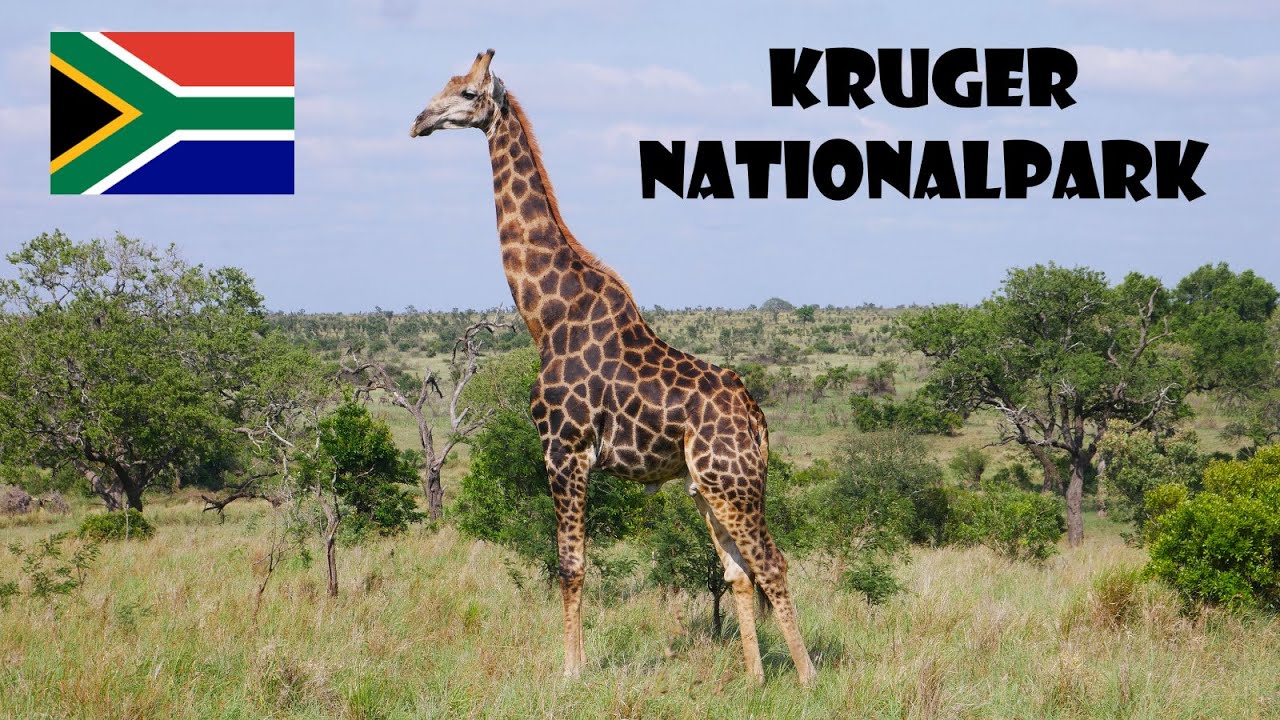 Touren im Manyeleti Game Reserve & Selbstfahrer-Safari | Kruger Nationalpark Südafrika | Vlog 2023