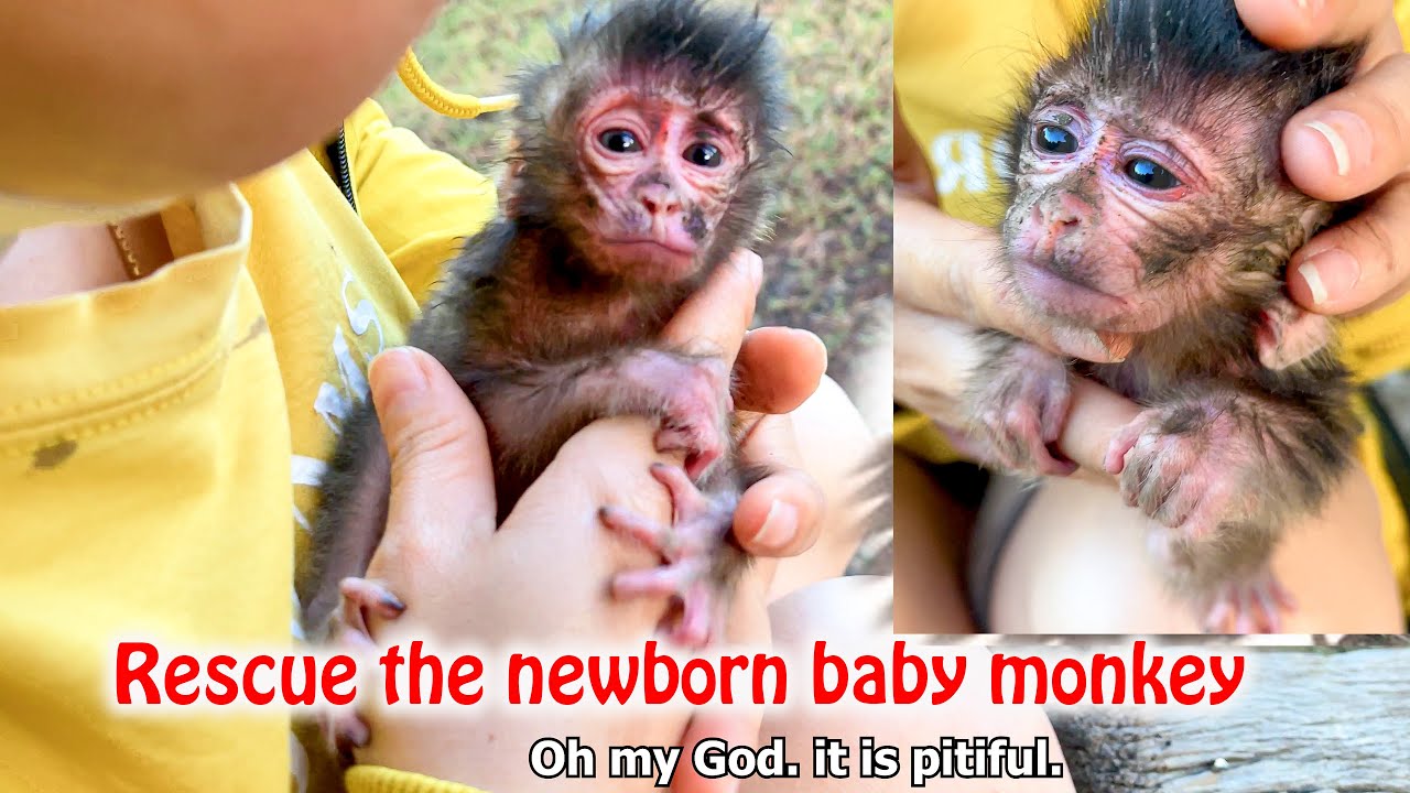 Help the poor monkey who has been abused and abused. BILI baby monkey adoption story 100 days ago
