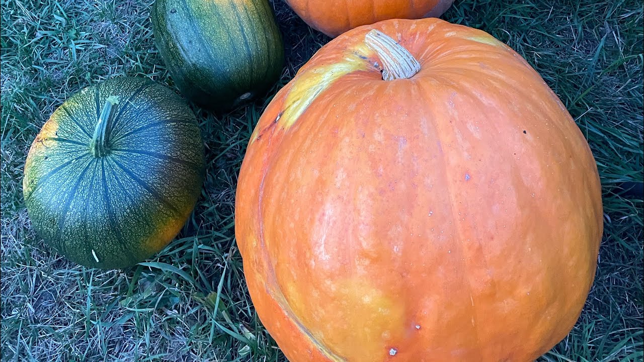 Big pumpkins