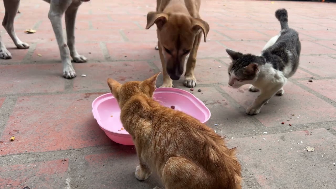 What Happens When Cats and Dogs Dine Together?