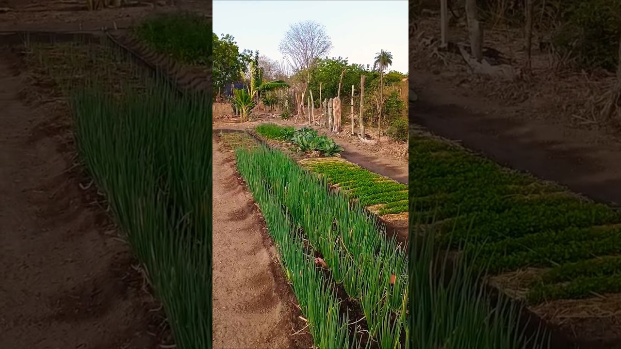 #coisasdaro&ccedil;a #ro&ccedil;a #viralvideo #natureza #vidanaro&ccedil;a #agro #viralvideo #rotinanaro&ccedil;a #horta
