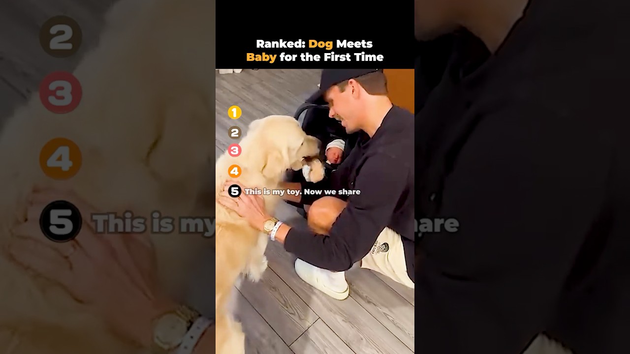 Ranked- Dog Meets Baby for the First Time