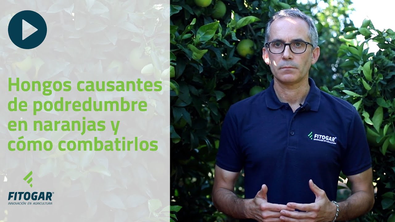 Hongos causantes de podredumbre en naranjas y cómo combatirlos
