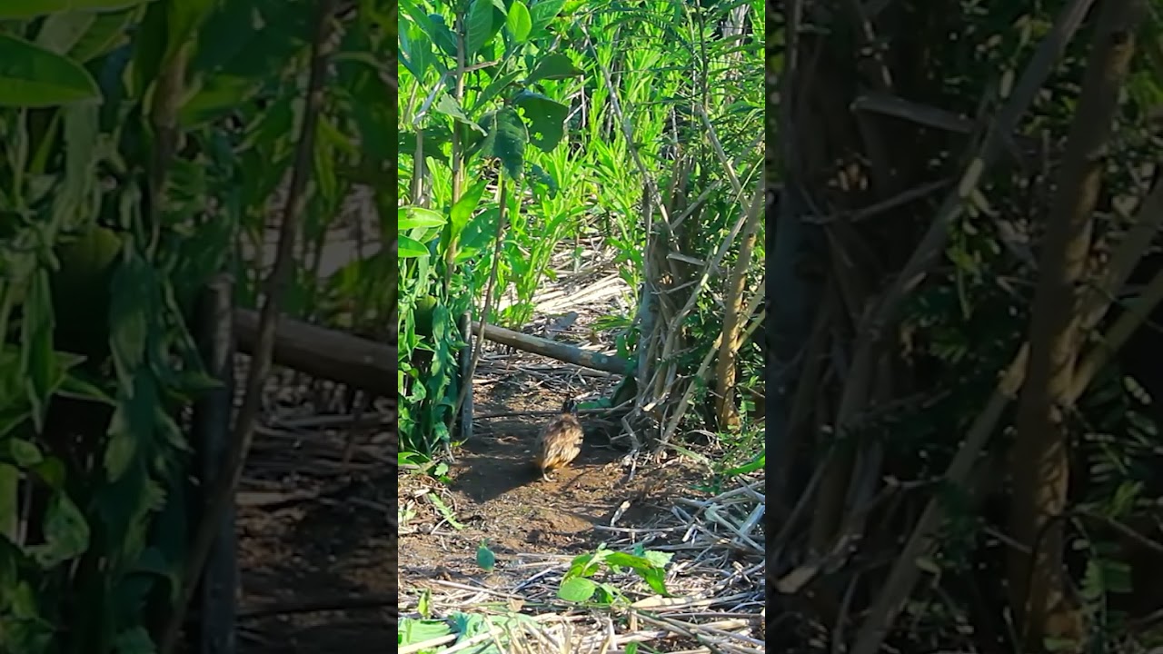 Amazing Primitive Bird Trap