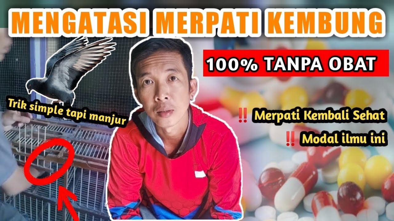 MENANGANI MERPATI KEMBUNG TANPA OBAT APAPUN !!! SEMBUH TOTAL