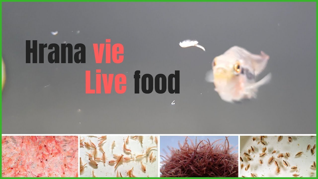 Hrana Vie / Live Food