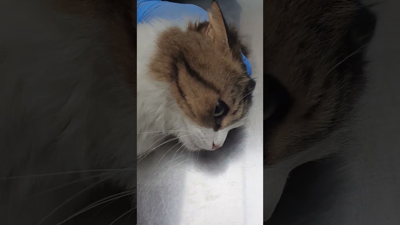 Hell no, I hate vets and injections 💉pls somebody save me 🐈‍⬛