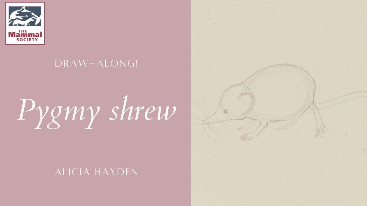 Pygmy Shrew Draw-along with Alicia Hayden - Mammal Week Mammals in Art