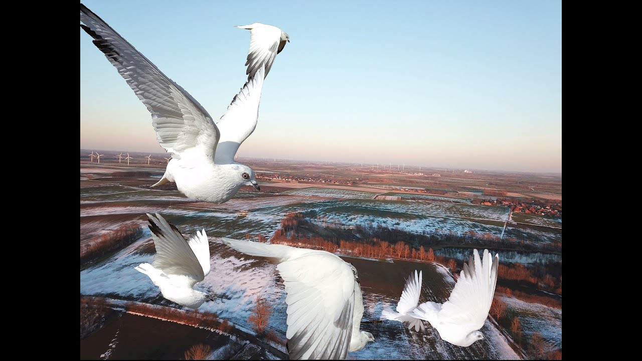 Vienna Highflyer Pigeons: fast ascent and flight at great altitude / Wiener Hochflieger Aufstieg