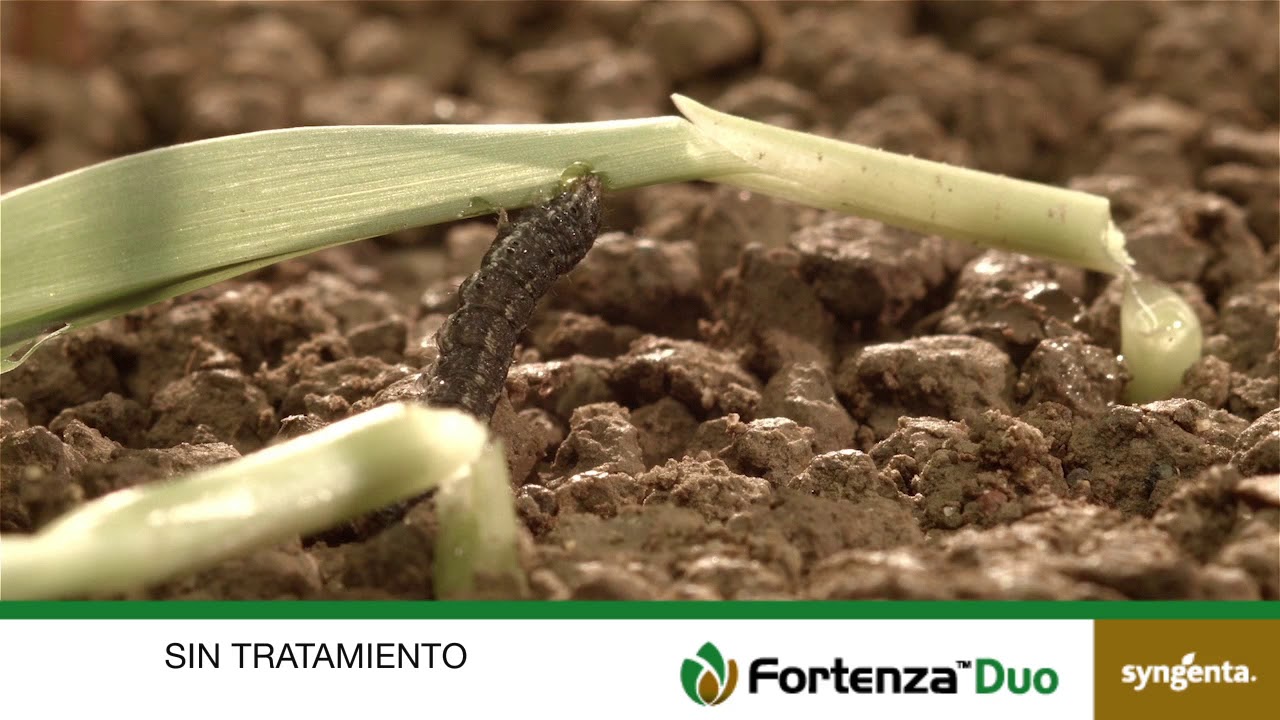 Syngenta México | Dile adiós al Gusano Cogollero con Fortenza Duo