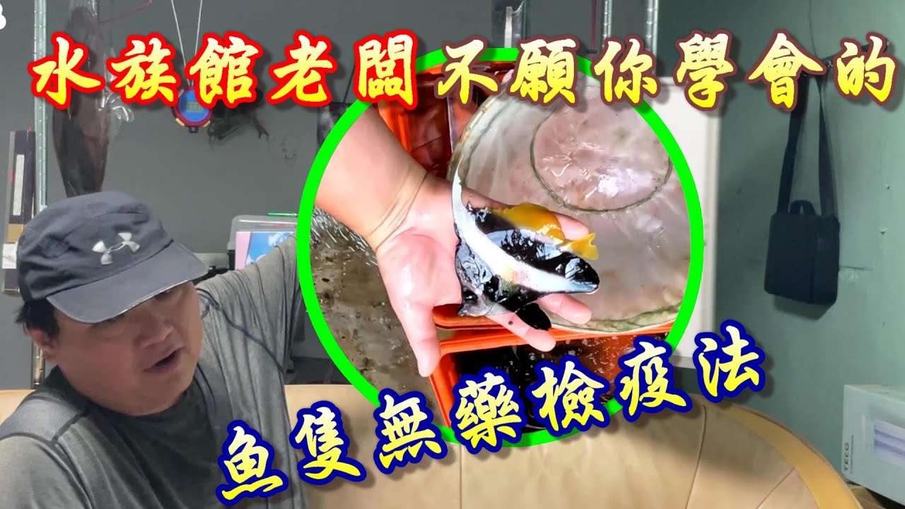 【關刀魚檢疫中】魚隻檢疫開始，不只教您怎麼做，還要讓你知道為何這樣操作，學就要學全套的，半吊子養魚是不行的。