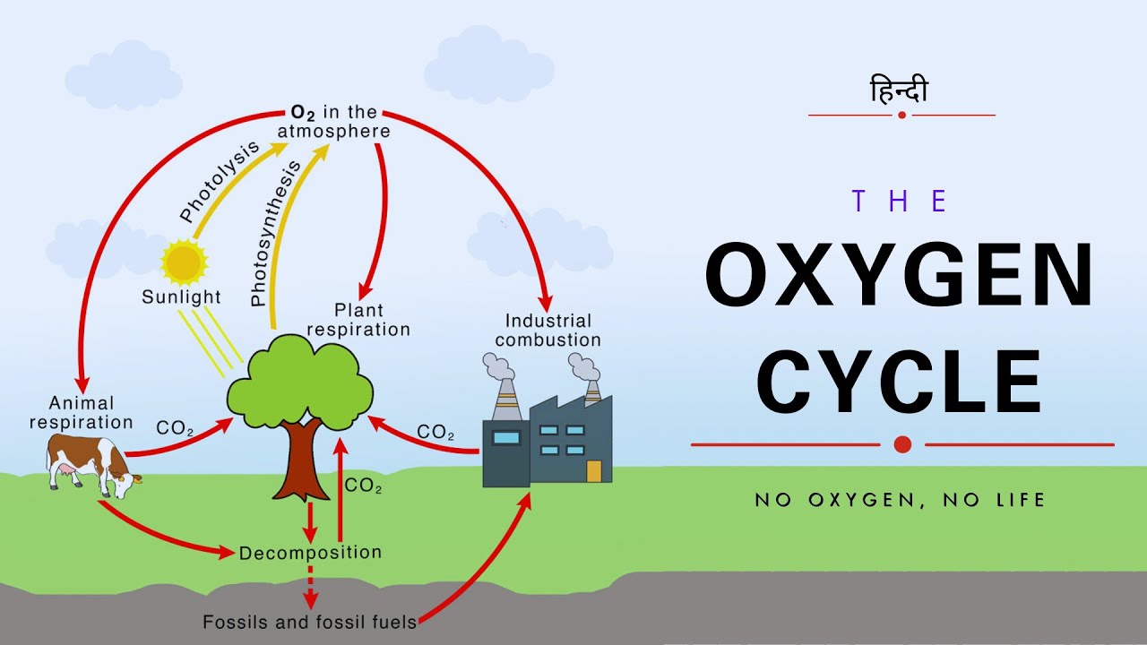The Oxygen Cycle - No Oxygen, No life - [Hindi] - Infinity Stream