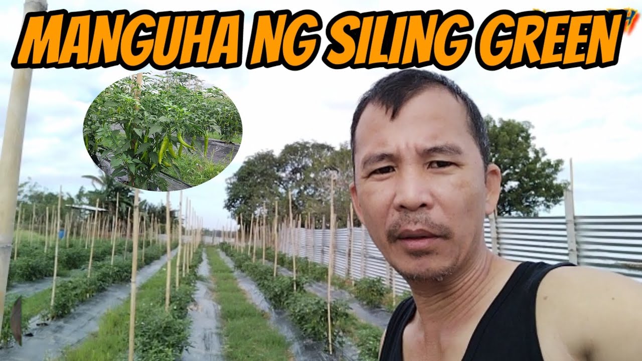 MAMIMITAS TAYO NG SILING GREEN PARA IBENTA