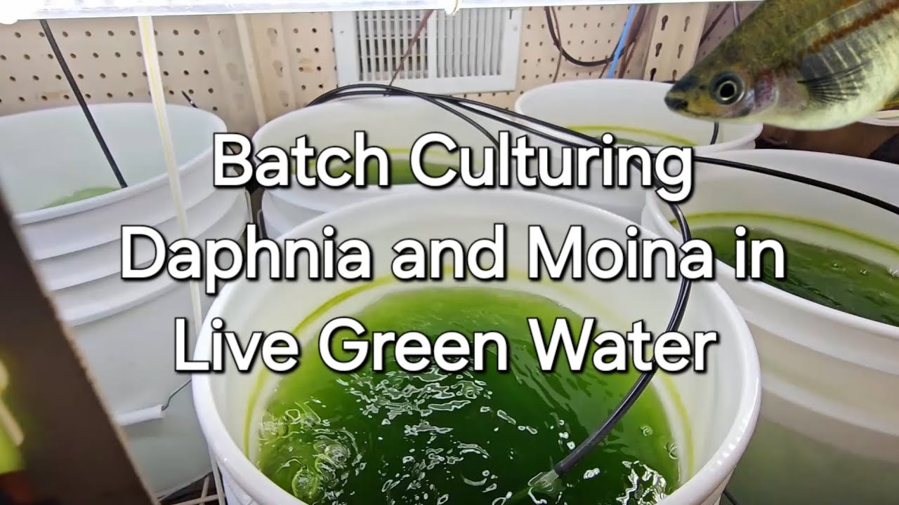 Batch Culturing Daphnia and Moina in Live Green Water
