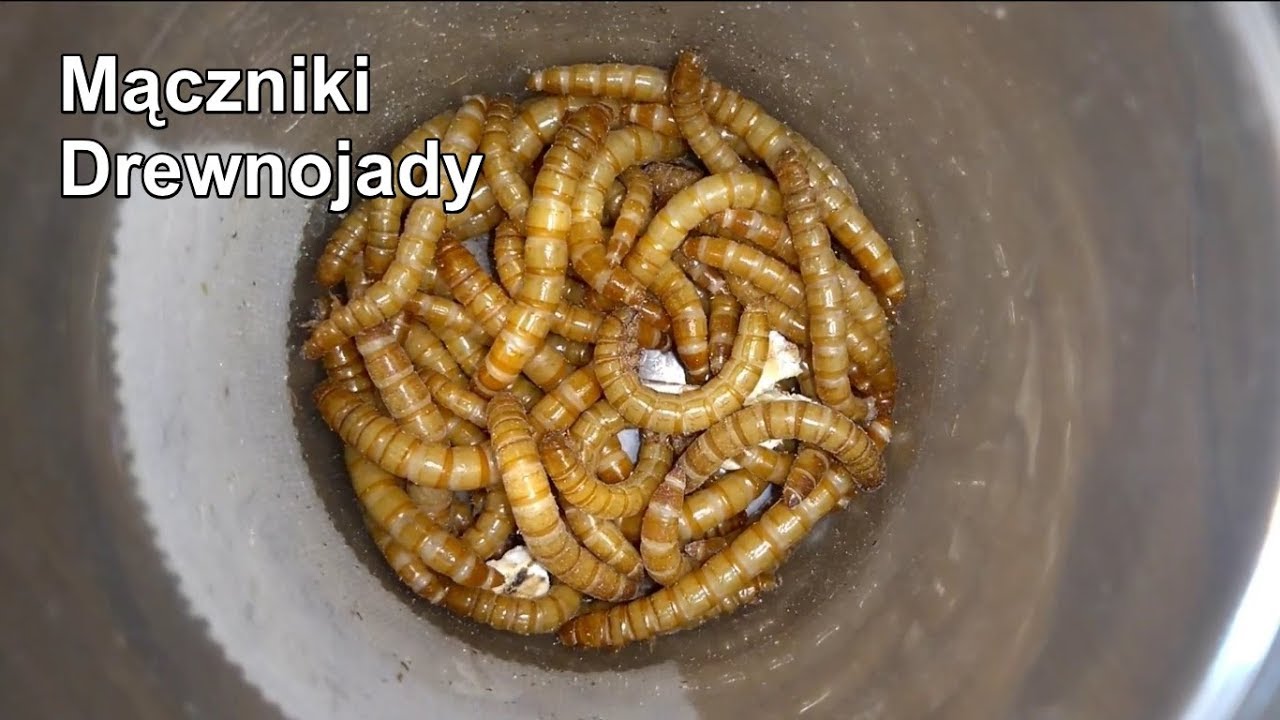Hodowle karmowe. Mączniki i drewnojady.
