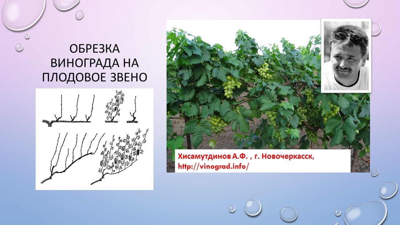 Обрезка на плодовое звено, Хисамутдинов АФ
