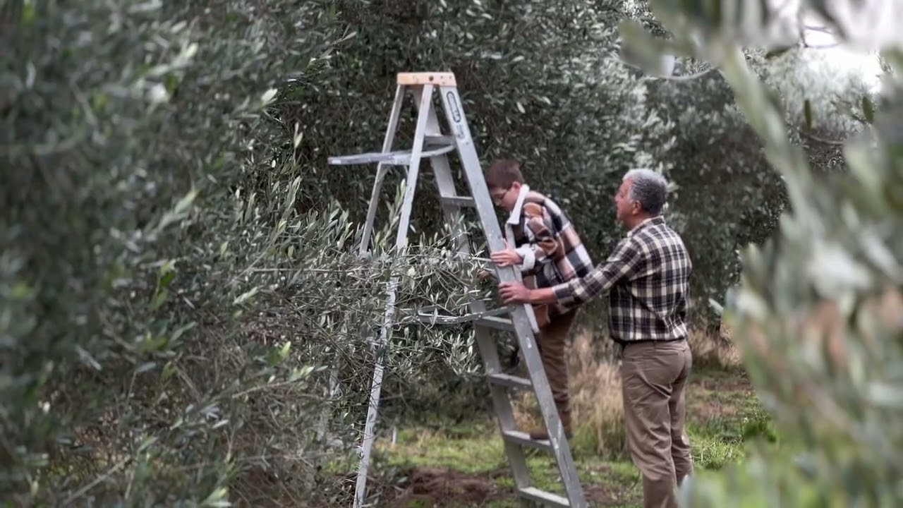 Hidden Valley Farms Australia Olive Picking Tours