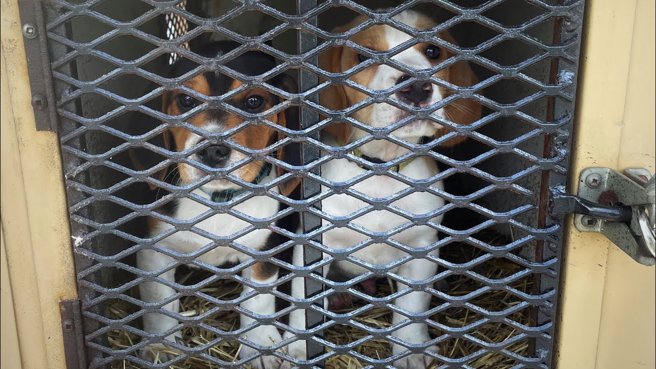 Training Beagles to Hunt Rabbits (PART 1)