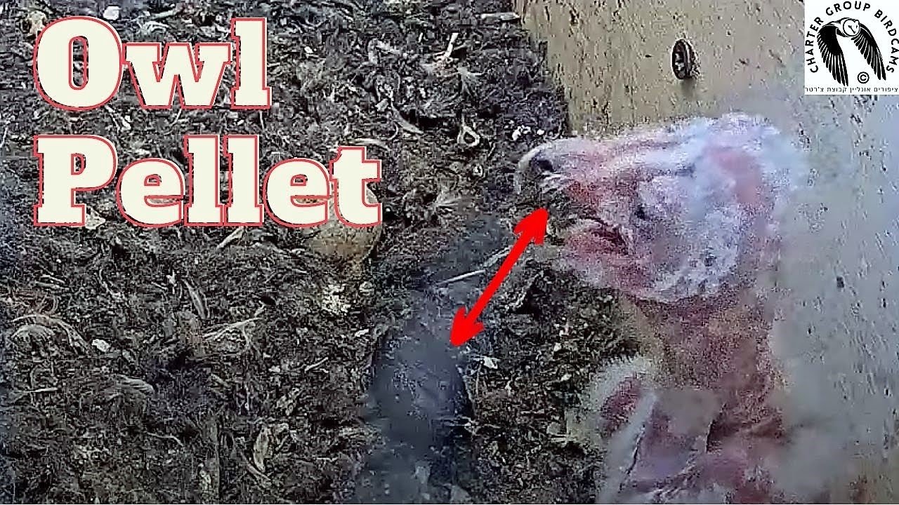 A young barn owl nestling casts a large pellet.