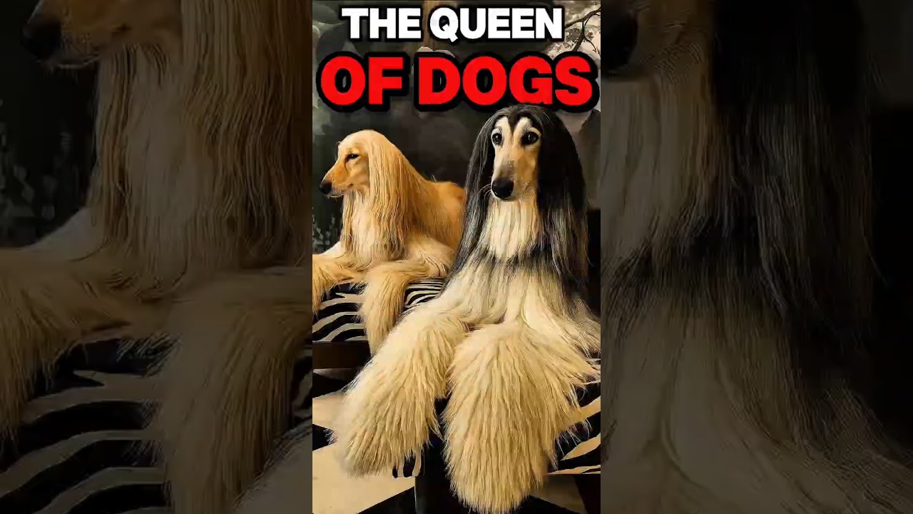 TOP 5 Dog Breeds With Long Ears👂#dog #longears #shorts