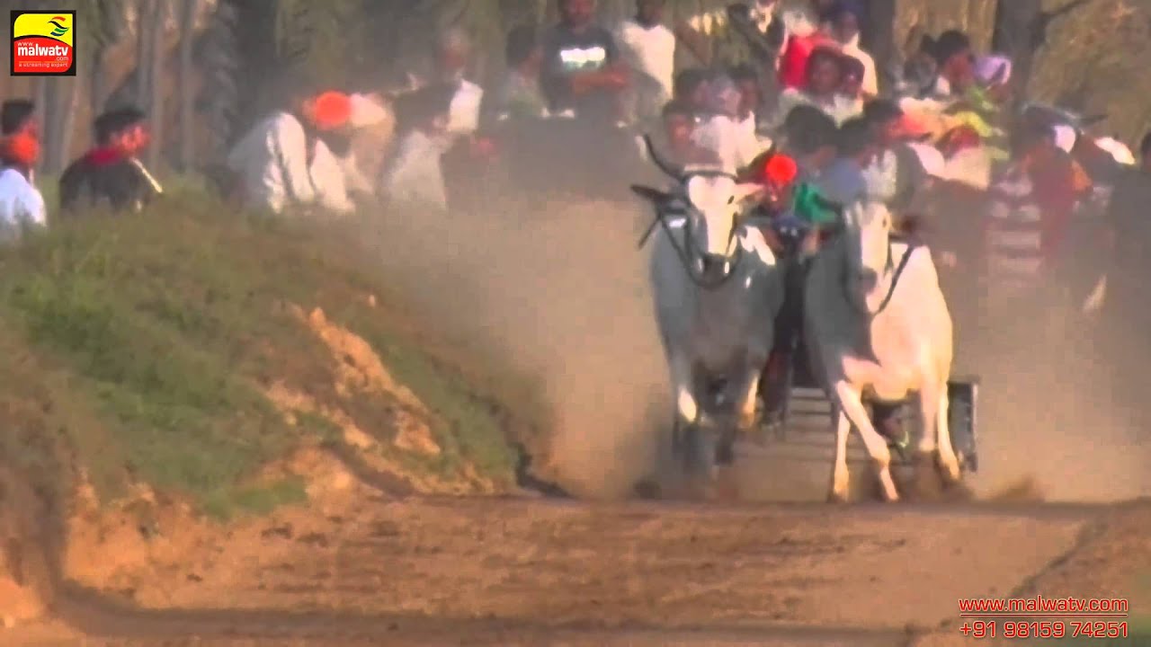 AASSI KALAN (Ludhiana) || Bullock Cart Races - 2015 || HD || Part 2nd.