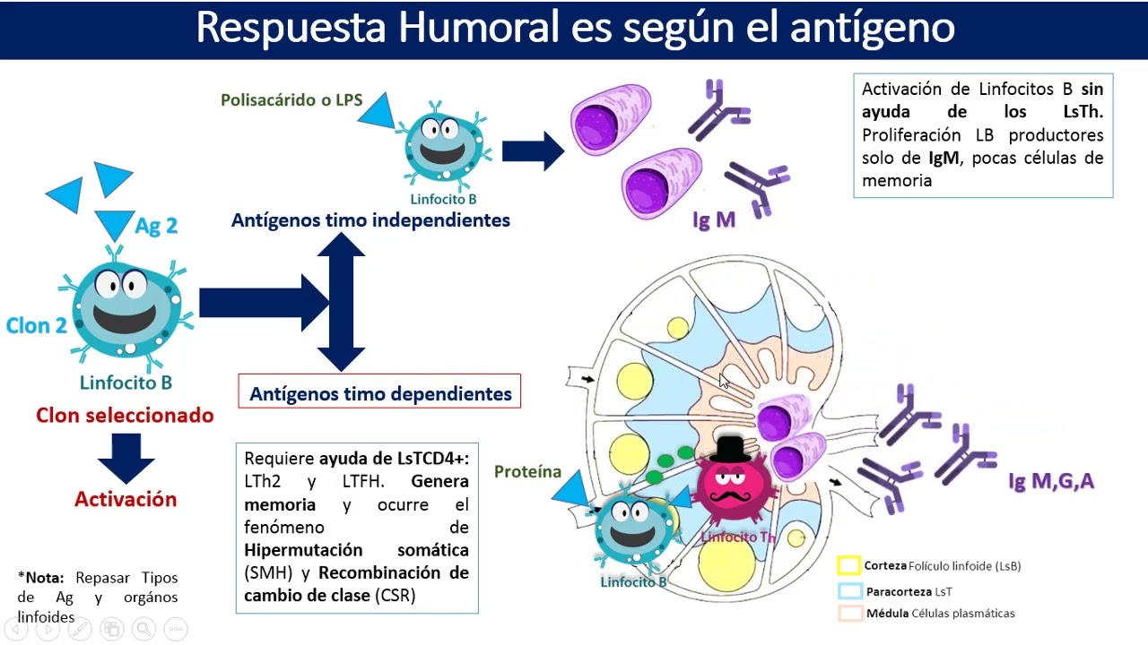 Respuesta Inmune Humoral