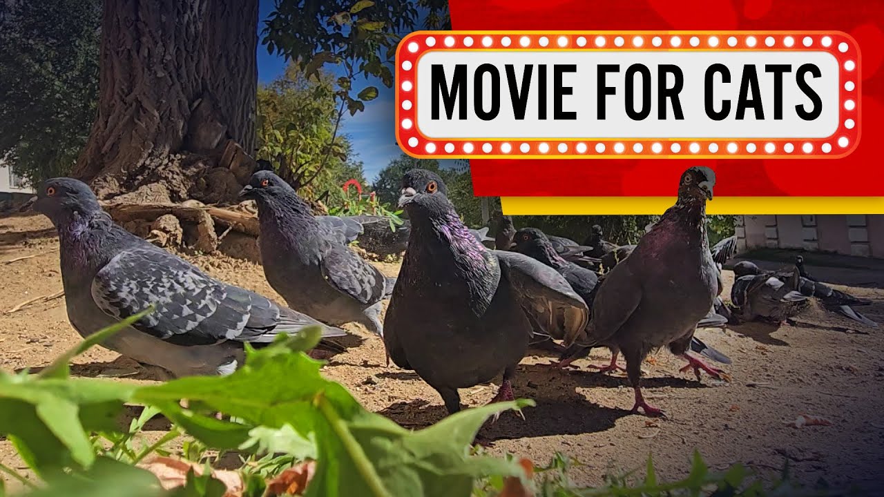 Movie for cats - Pigeons under the tree (Video for Cats to watch)