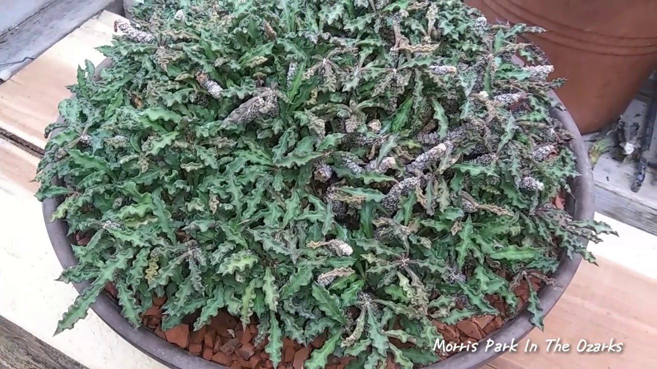 Presenting Euphorbia Decaryi Spirosticha