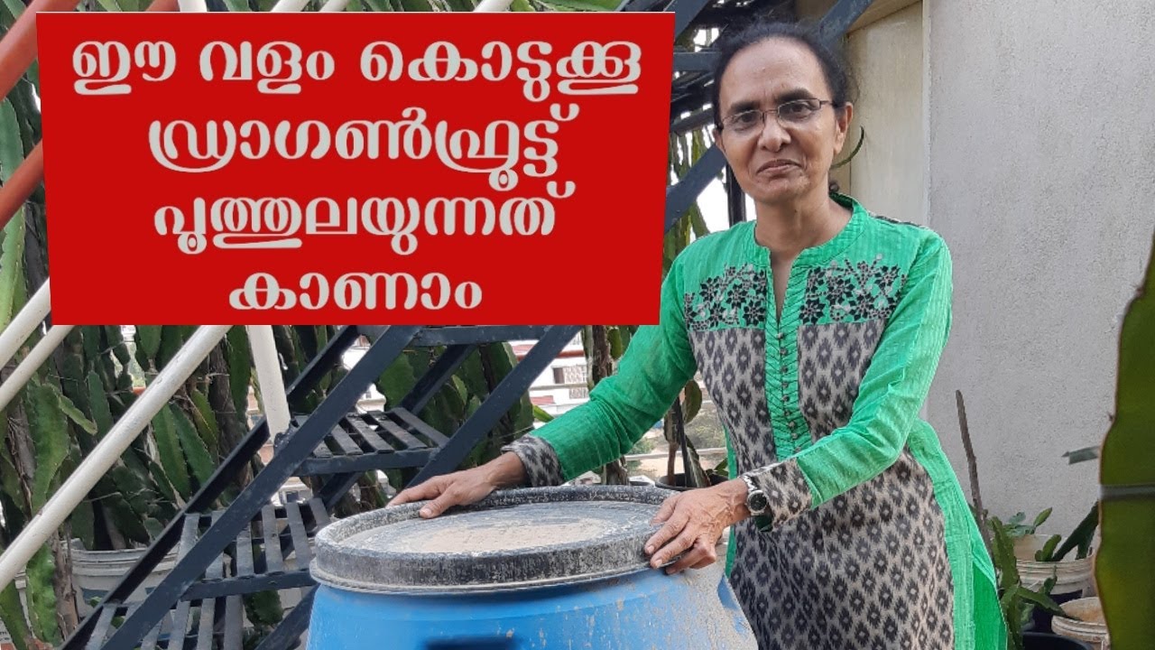 ഡ്രാഗൺഫ്രൂട്ട് എന്നല്ല ഏതു  പഴവർഗ്ഗ ചെടികളും പൂക്കാനും കായിക്കാനും ഈ വളം മതി I J's Passion World I