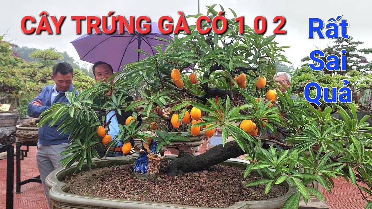 NGẮM ĐÃ MẮT với TP CÂY TRỨNG GÀ có 1 0 2 tại trưng bày cây Bonsai NV TẠ THÁI - THỦY NGUYÊN - HP .