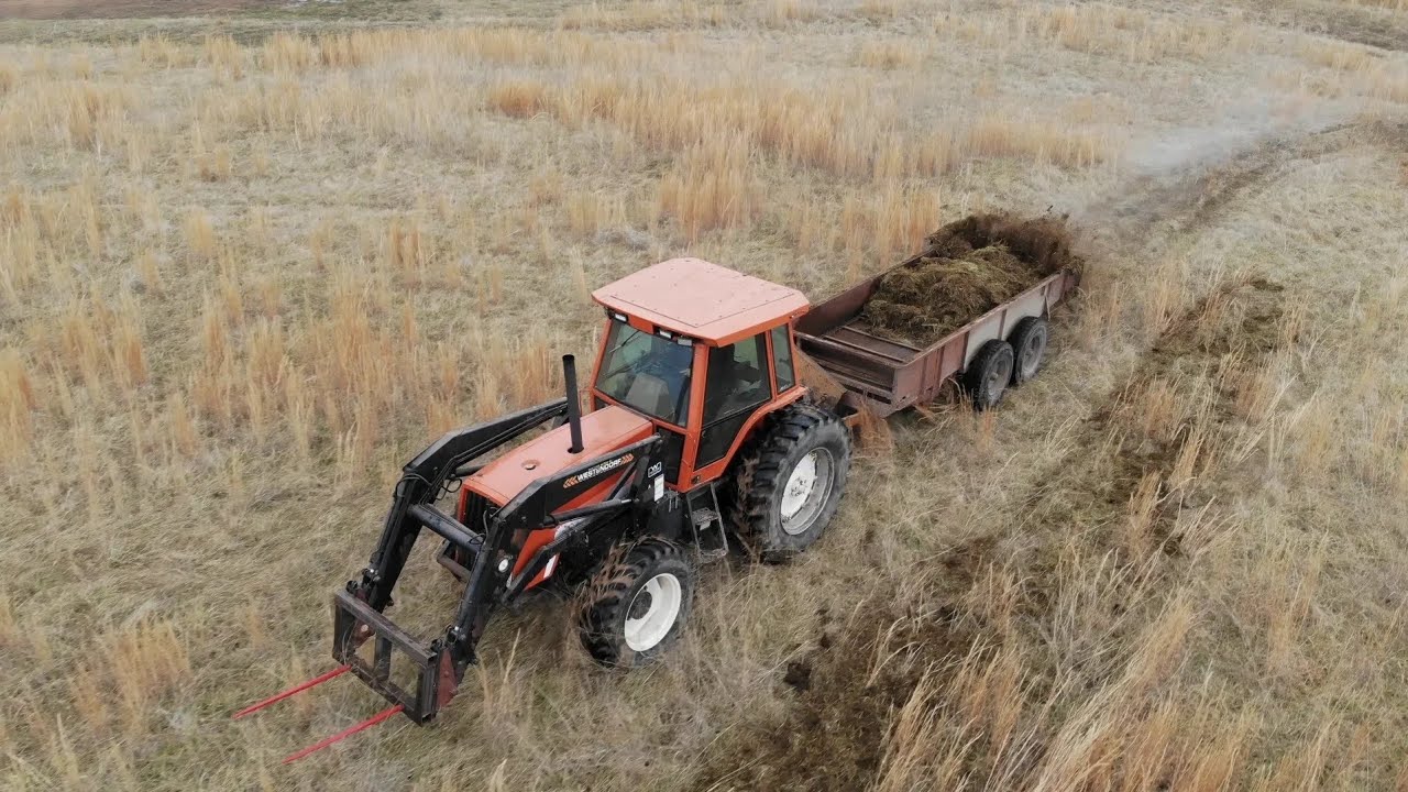 Will sheep manure increase hay yield?